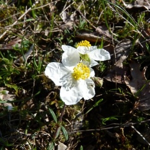 Photographie n°57774 du taxon Helianthemum apenninum (L.) Mill. [1768]