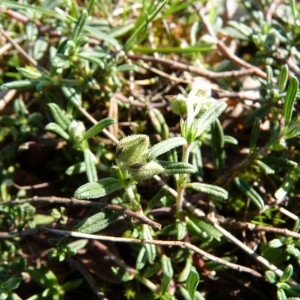 Photographie n°57775 du taxon Helianthemum apenninum (L.) Mill. [1768]