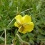  Mathieu MENAND - Helianthemum grandiflorum (Scop.) DC. [1805]