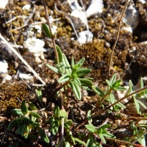 Photographie n°57779 du taxon Helianthemum oelandicum subsp. italicum (L.) Ces. [1844]