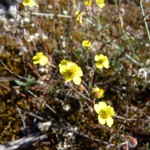 Photographie n°57783 du taxon Helianthemum oelandicum subsp. italicum (L.) Ces. [1844]