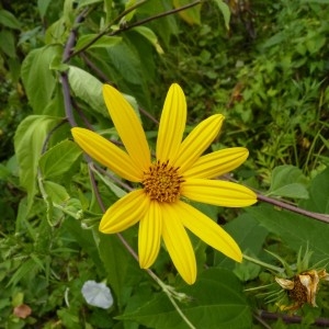 Photographie n°57785 du taxon Helianthus tuberosus L. [1753]