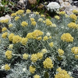  - Helichrysum italicum subsp. italicum