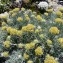  Mathieu MENAND - Helichrysum italicum subsp. italicum