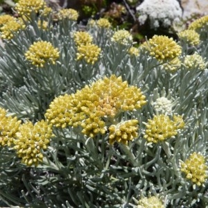 Helichrysum italicum (Roth) G.Don subsp. italicum (Immortelle d'Italie)