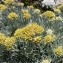  Mathieu MENAND - Helichrysum italicum subsp. italicum