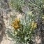  Mathieu MENAND - Helichrysum italicum subsp. serotinum (DC.) P.Fourn. [1939]