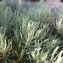  Mathieu MENAND - Helichrysum italicum subsp. serotinum (DC.) P.Fourn. [1939]