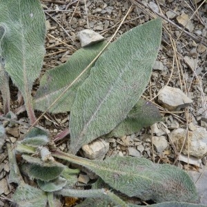 Photographie n°57804 du taxon Hieracium lanatum Vill. [1779]