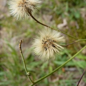 Photographie n°57808 du taxon Hieracium umbellatum L. [1753]