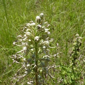 Photographie n°57809 du taxon Himantoglossum hircinum (L.) Spreng. [1826]