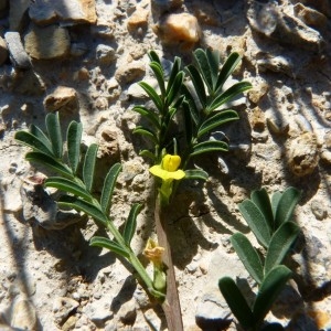 Photographie n°57810 du taxon Hippocrepis biflora Spreng. [1815]