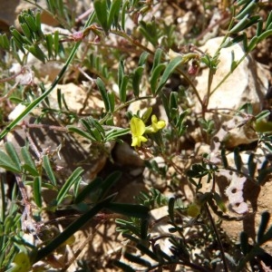 Photographie n°57812 du taxon Hippocrepis ciliata Willd. [1808]