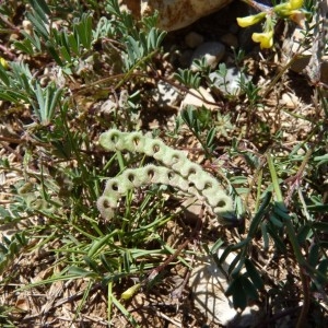 Photographie n°57813 du taxon Hippocrepis ciliata Willd. [1808]