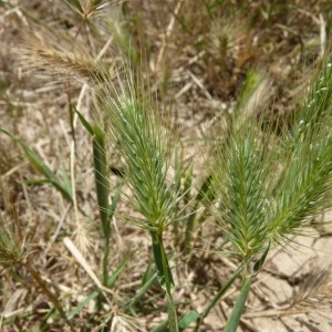 Photographie n°57821 du taxon Hordeum marinum Huds. [1778]