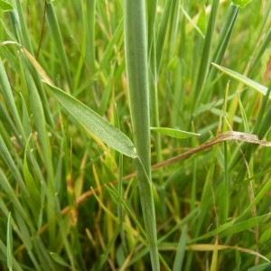 Photographie n°57822 du taxon Hordeum marinum Huds. [1778]