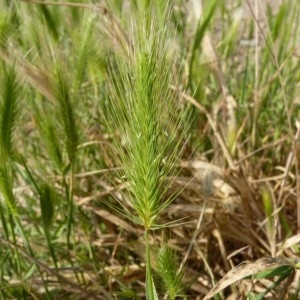 Photographie n°57823 du taxon Hordeum marinum Huds. [1778]