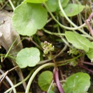 Photographie n°57835 du taxon Hydrocotyle vulgaris L.