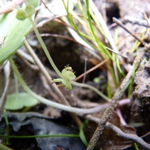 Photographie n°57836 du taxon Hydrocotyle vulgaris L.