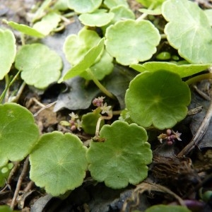 Photographie n°57837 du taxon Hydrocotyle vulgaris L.