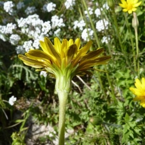 Photographie n°57841 du taxon Hyoseris radiata L. [1753]