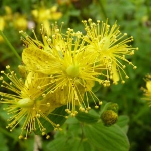 Photographie n°57849 du taxon Hypericum maculatum Crantz [1763]