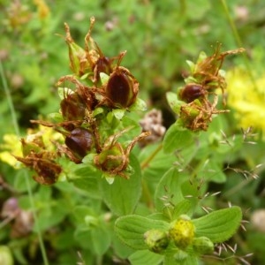 Photographie n°57851 du taxon Hypericum maculatum Crantz [1763]