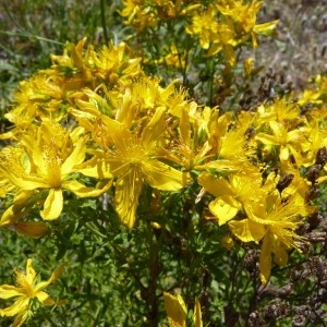 Photographie n°57852 du taxon Hypericum perforatum L. [1753]