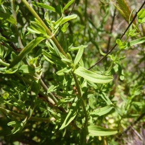 Photographie n°57853 du taxon Hypericum perforatum L. [1753]