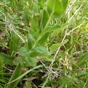  - Hypericum richeri subsp. richeri