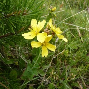  - Hypericum richeri subsp. richeri