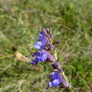 Photographie n°57858 du taxon Hyssopus officinalis L. [1753]