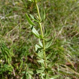 Photographie n°57860 du taxon Hyssopus officinalis L. [1753]