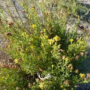 Photographie n°57877 du taxon Inula crithmoides L. [1753]