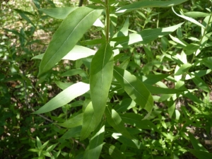 Mathieu MENAND, le 11 juillet 2011 (Saint-Genis)
