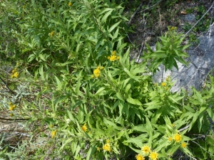 Mathieu MENAND, le 11 juillet 2011 (Saint-Genis)