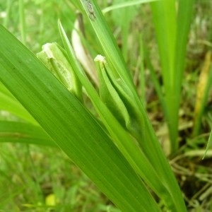 Photographie n°57883 du taxon Iris graminea L. [1753]