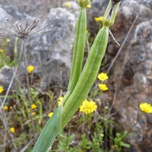 Photographie n°57888 du taxon Iris xiphium L. [1753]