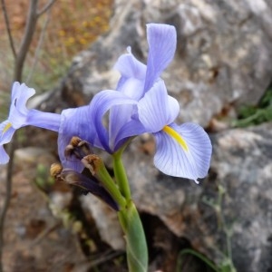 Photographie n°57890 du taxon Iris xiphium L. [1753]