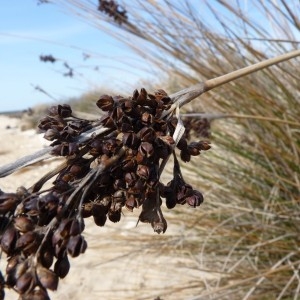 Photographie n°57898 du taxon Juncus acutus L. [1753]