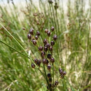 Photographie n°57901 du taxon Juncus compressus Jacq. [1762]