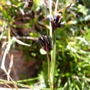 Photographie n°57905 du taxon Juncus jacquinii L. [1767]