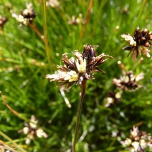 Photographie n°57906 du taxon Juncus jacquinii L. [1767]