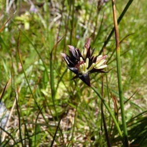 Photographie n°57907 du taxon Juncus jacquinii L. [1767]