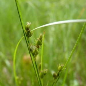 Photographie n°57909 du taxon Juncus tenuis Willd. [1799]