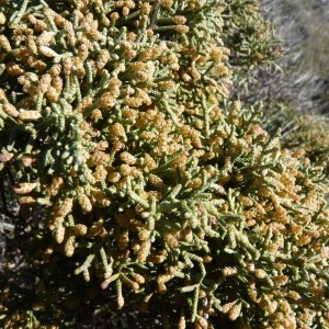 Photographie n°57912 du taxon Juniperus phoenicea L. [1753]