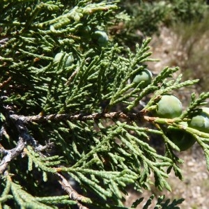 Photographie n°57913 du taxon Juniperus thurifera L. [1753]