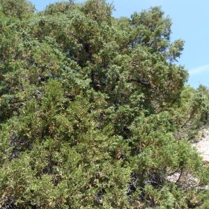 Photographie n°57914 du taxon Juniperus thurifera L. [1753]