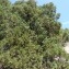  Mathieu MENAND - Juniperus thurifera L. [1753]