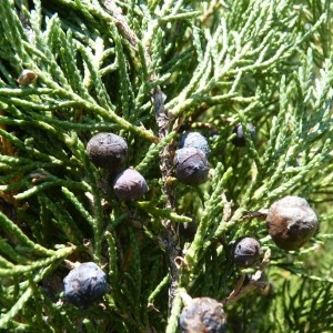 Photographie n°57915 du taxon Juniperus thurifera L. [1753]